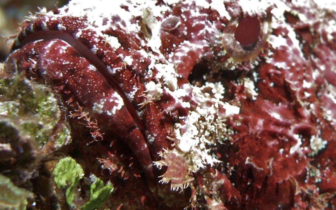 Daily Dive Log July 1 – 7, 2018