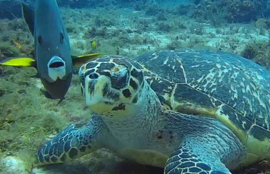 March 19, 2018 AM Dive Log