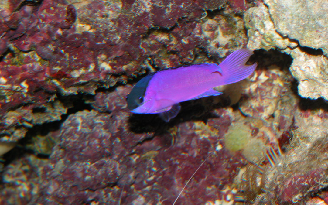 March 25, 2018 AM Dive Log