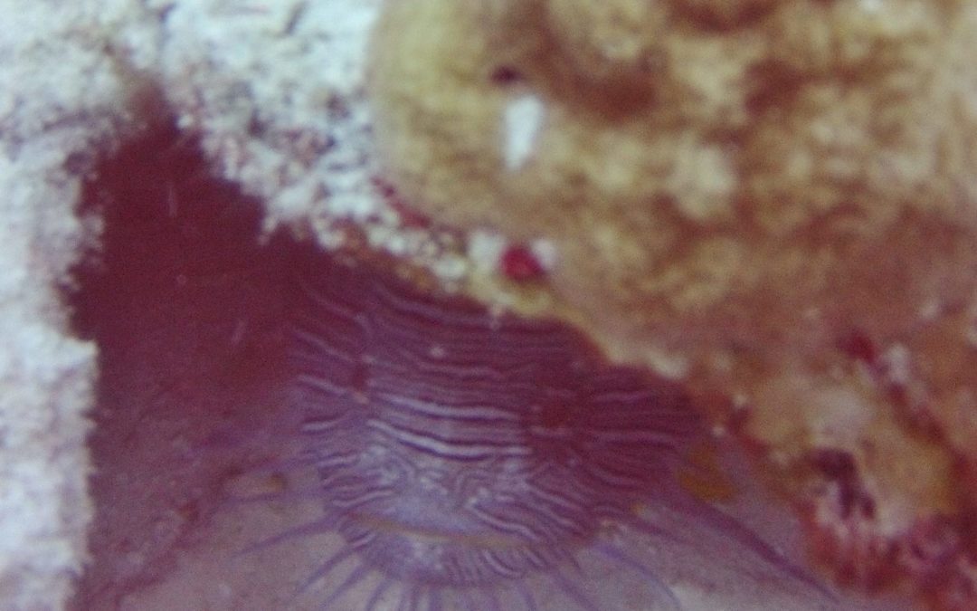 March 7, 2018 PM Dive Log