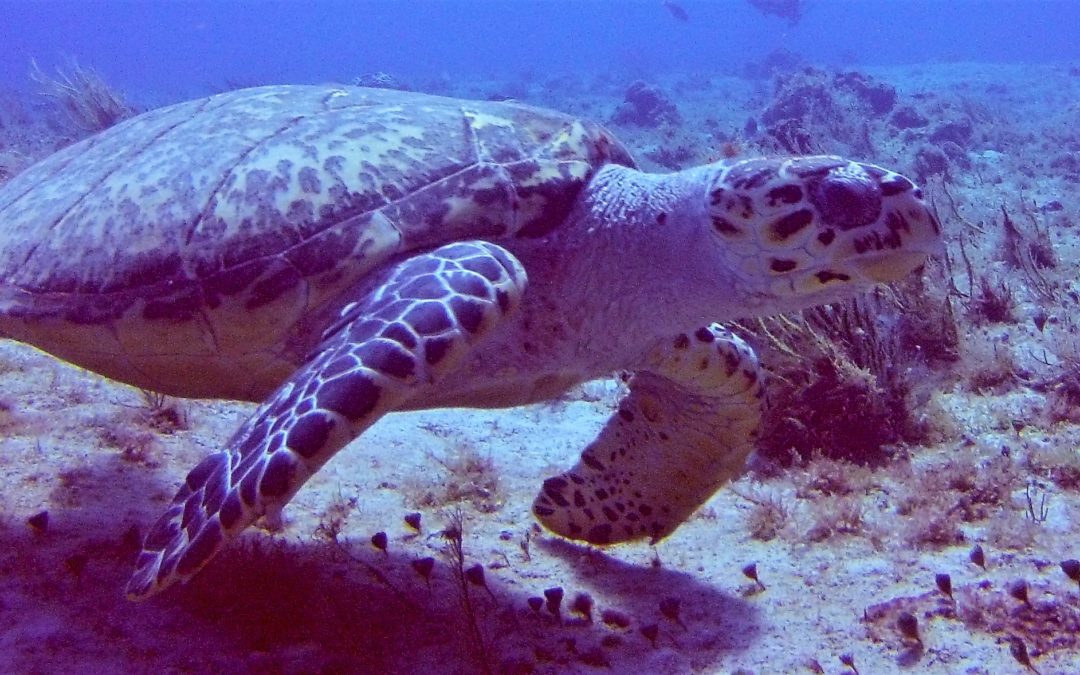 March 18, 2018 AM Dive Log