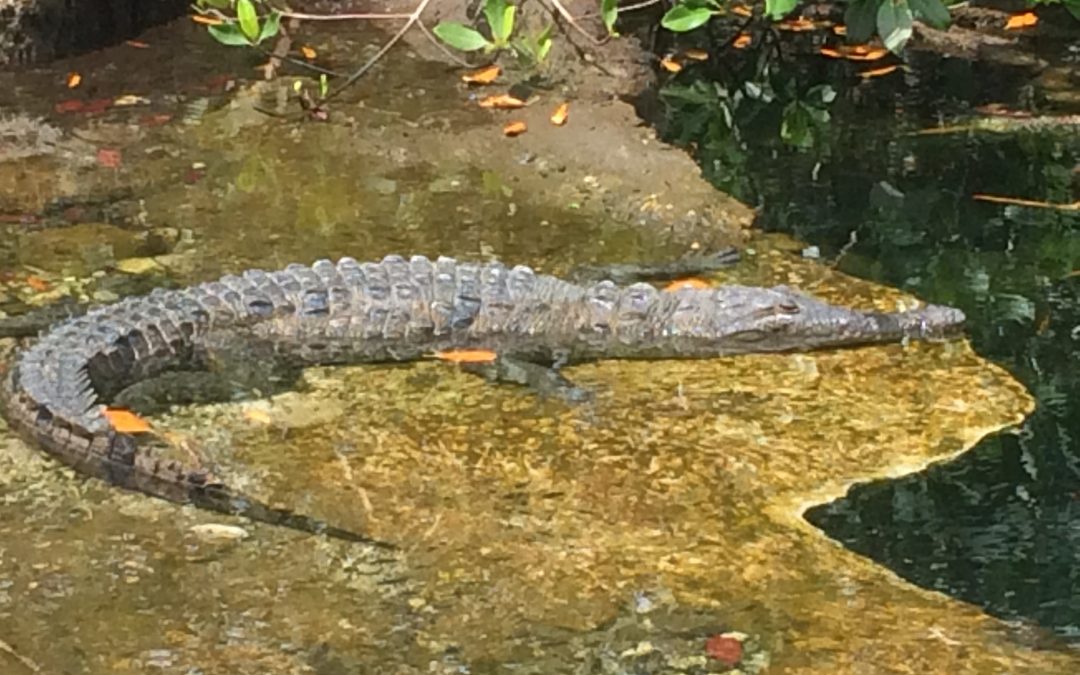 Cenote Aerolito de Paraiso of Cozumel