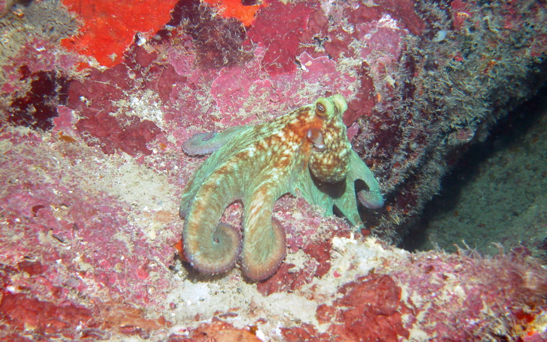 March 23, 2018 NT Dive Log