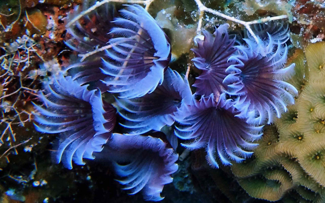 February 28, 2018 AM Dive Log