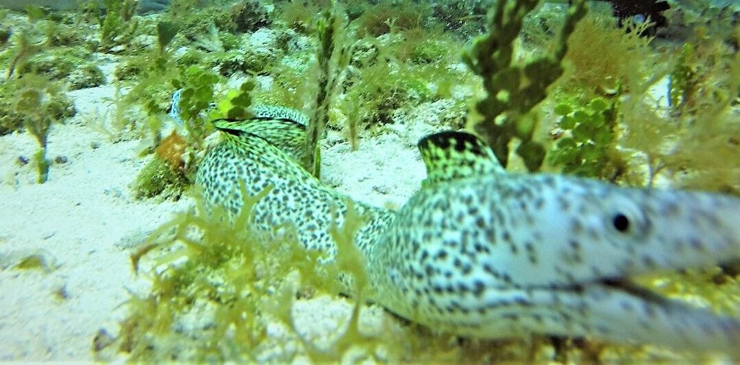 March 14, 2018 AM Dive Log