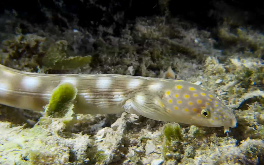 The Sharptail Eel
