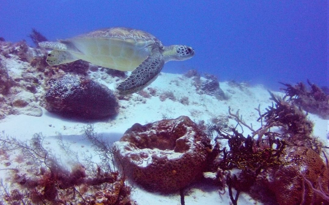 March 13, 2018 PM Dive Log