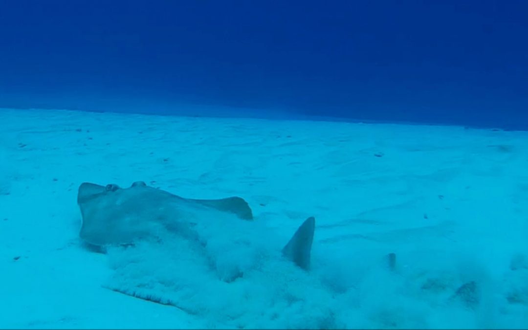 Atlantic Guitarfish