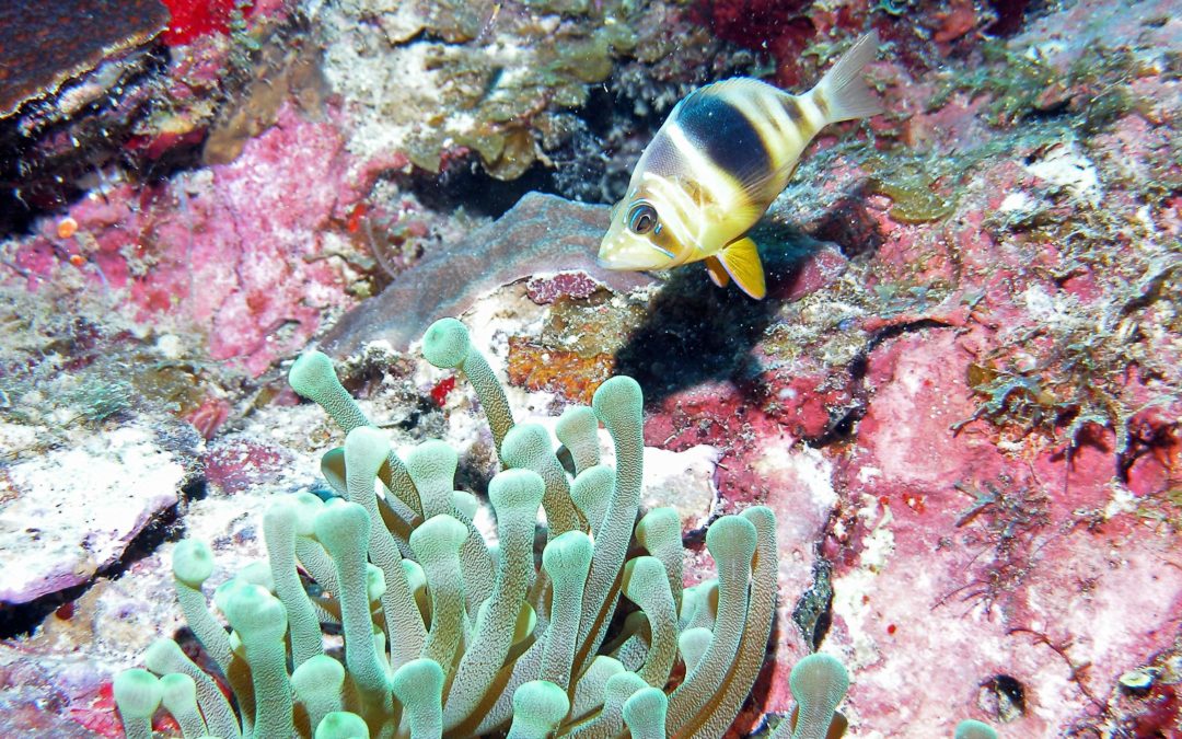 Daily Dive Log July 8 – 14, 2018