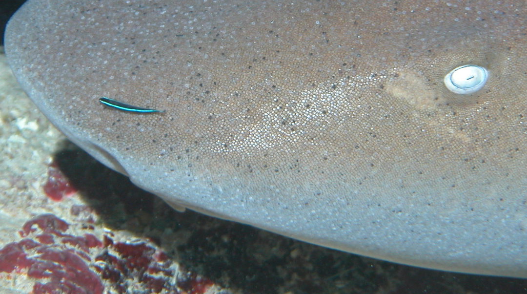 February 26, 2018 PM Dive Log