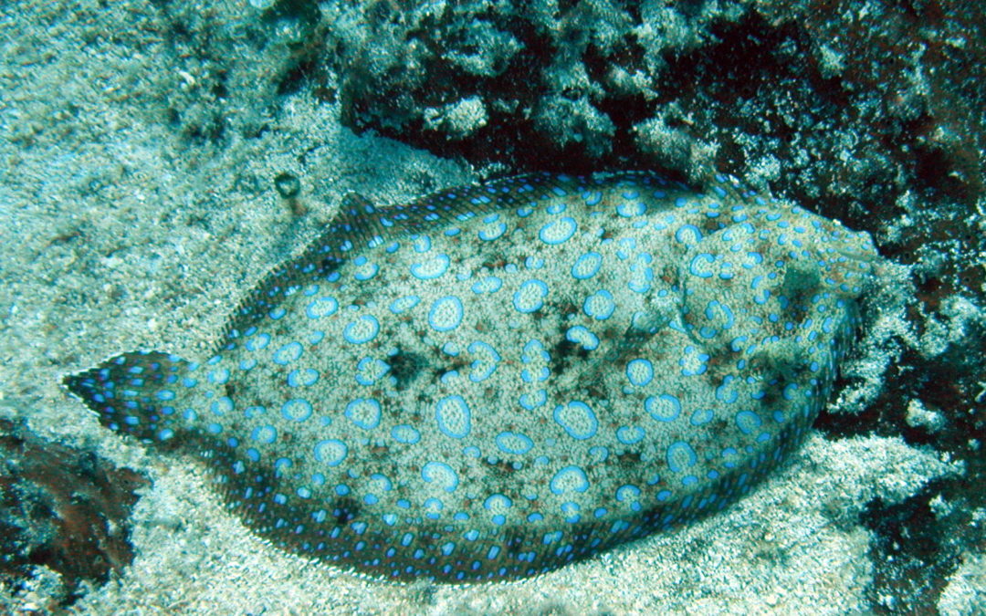 May 14, 2018 AM Dive Log