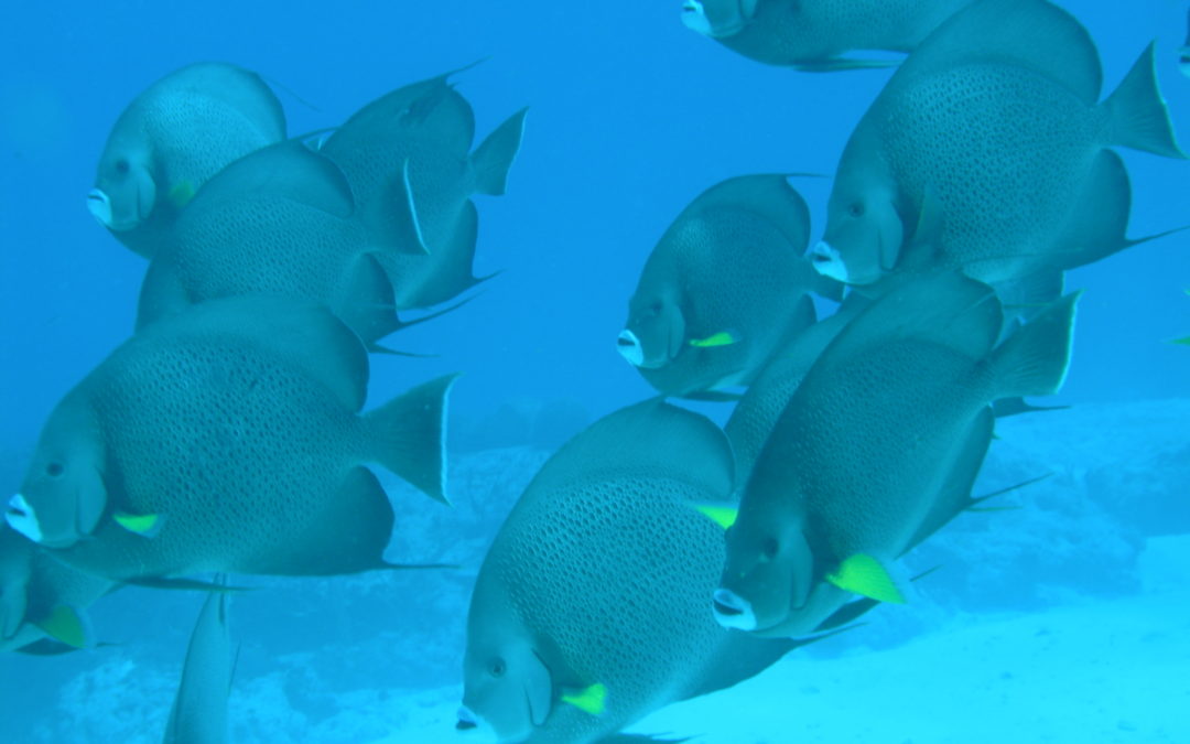 February 27, 2018 PM Dive Log