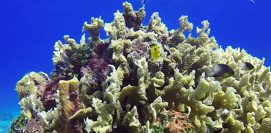 March 28, 2018 PM Dive Log