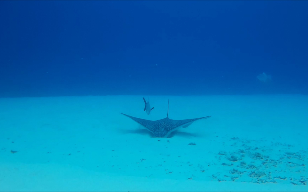 February 22, 2018 PM Dive Log