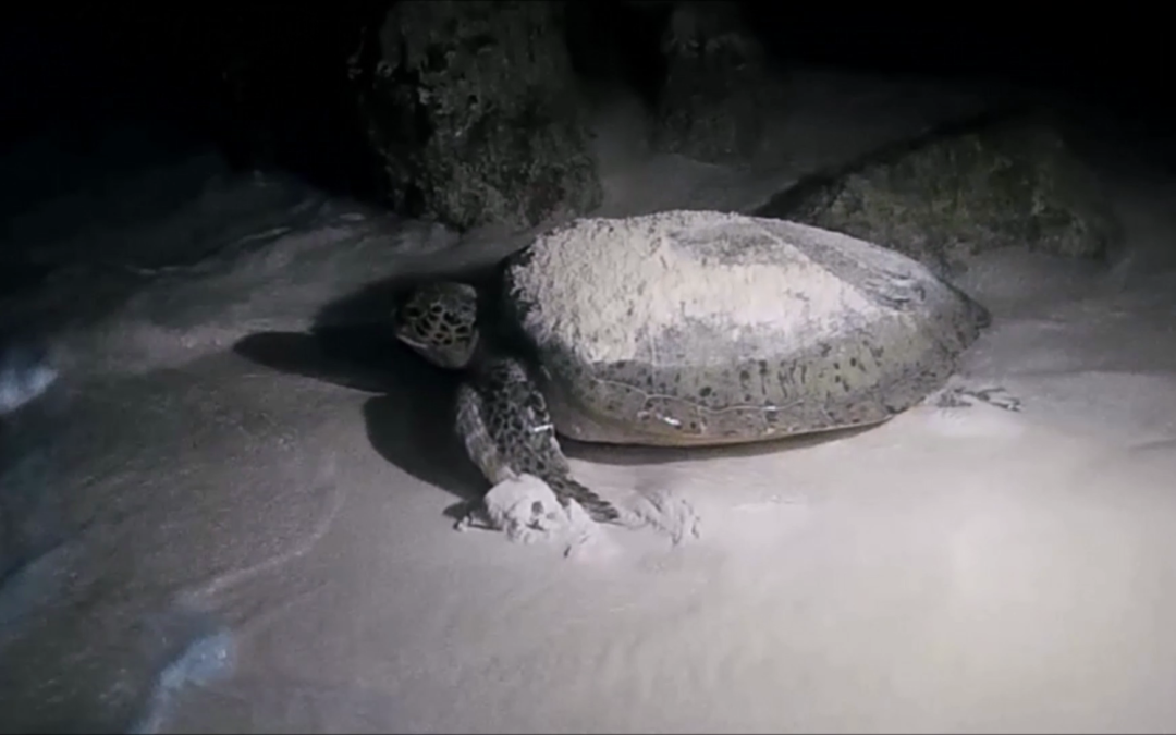 Cozumel Turtle Nesting