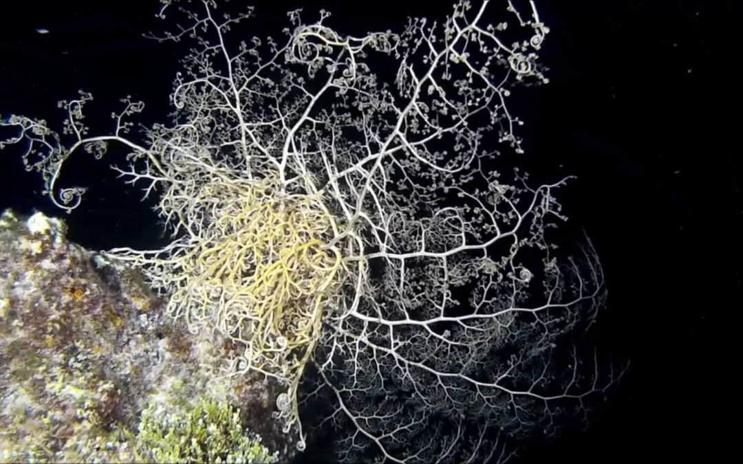 February 27, 2018 NT Dive Log