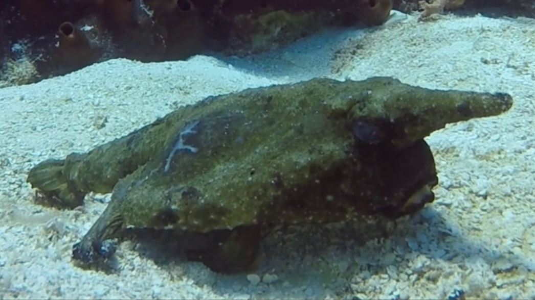 Longnose Batfish at Playa Casitas