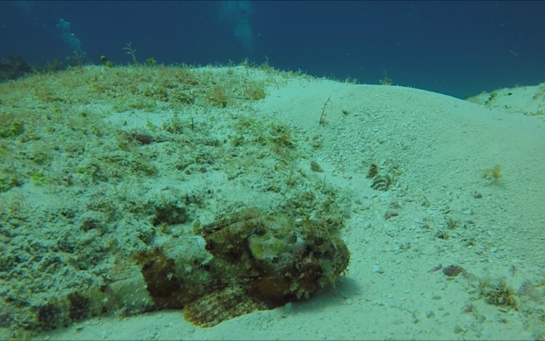 January 12, 2018, A.M. Scuba Dive Log
