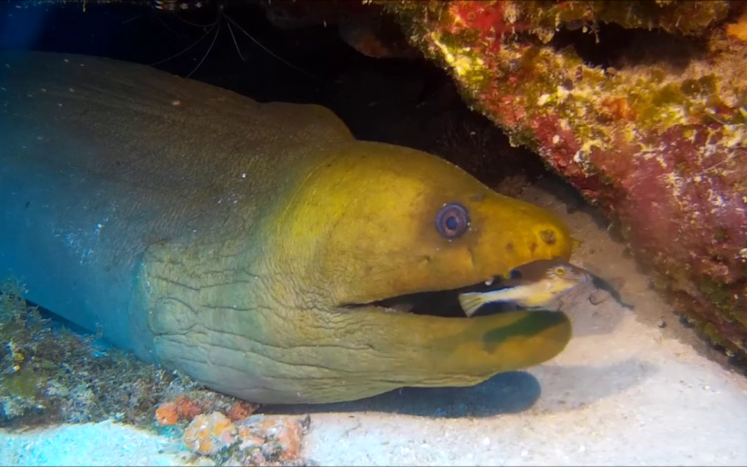 March 21, 2018 PM Dive Log
