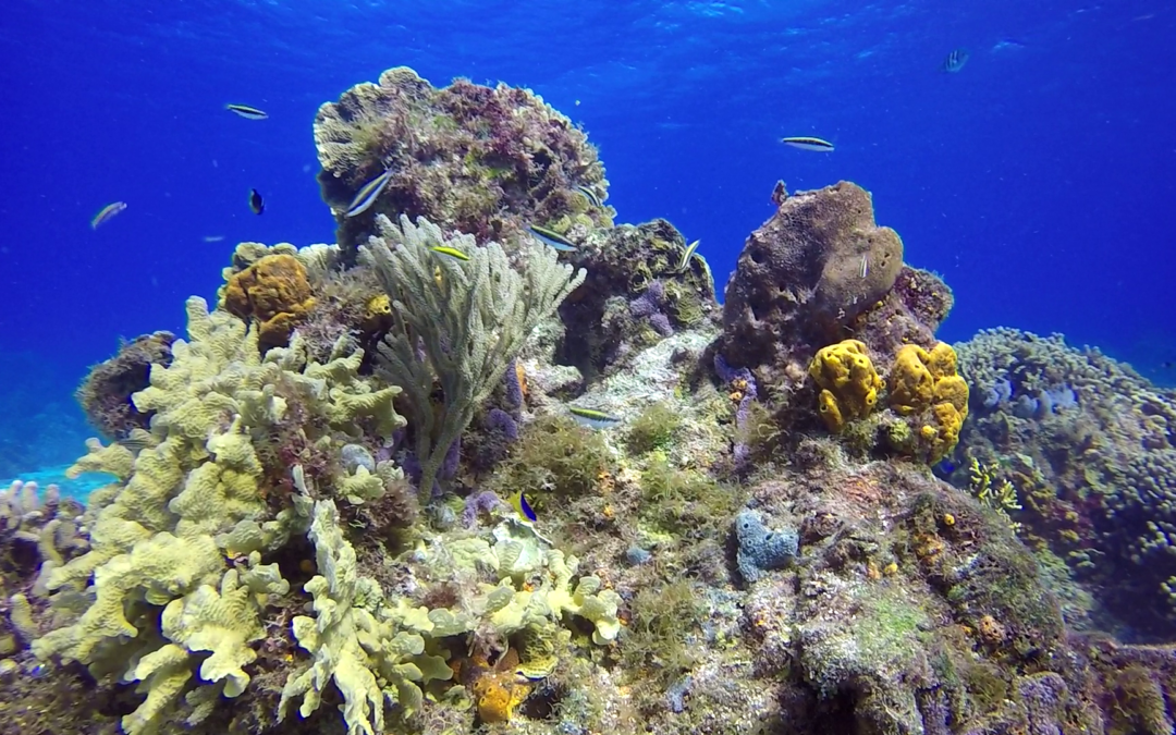 May 7, 2018 PM Dive Log
