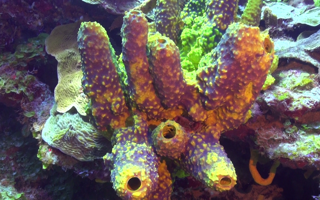March 28, 2018 AM Dive Log