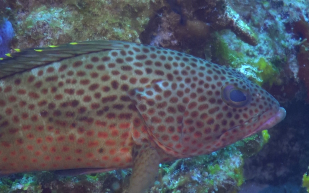 April 1, 2018 PM Dive Log