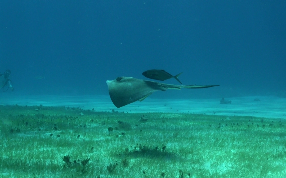 March 30, 2018 PM Dive Log
