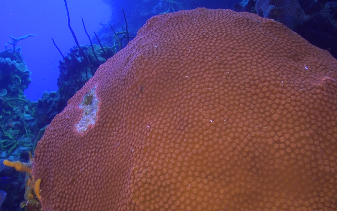 April 25, 2018 PM Dive Log