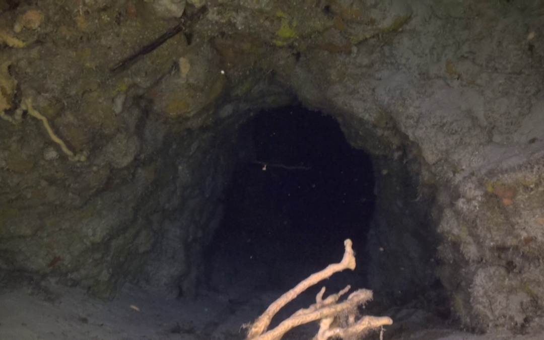 April 22, 2018 AM Dive Log
