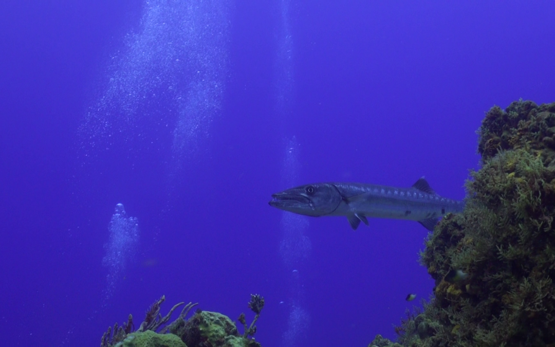 April 23, 2018 AM Dive Log