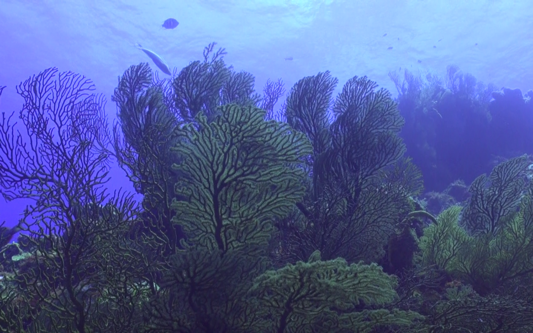 April 5, 2018 PM Dive Log