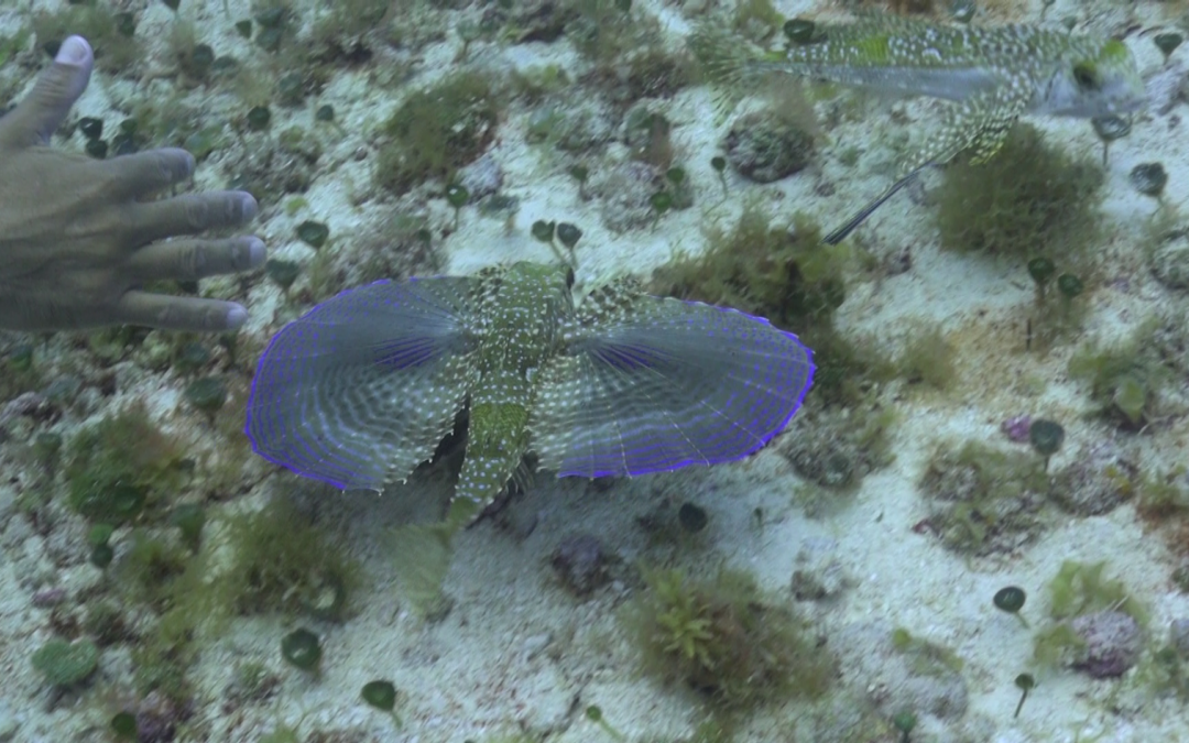 April 26, 2018 AM Dive Log