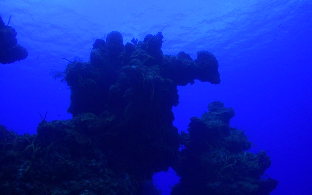 Palancar Reef – Epic Dives of Cozumel