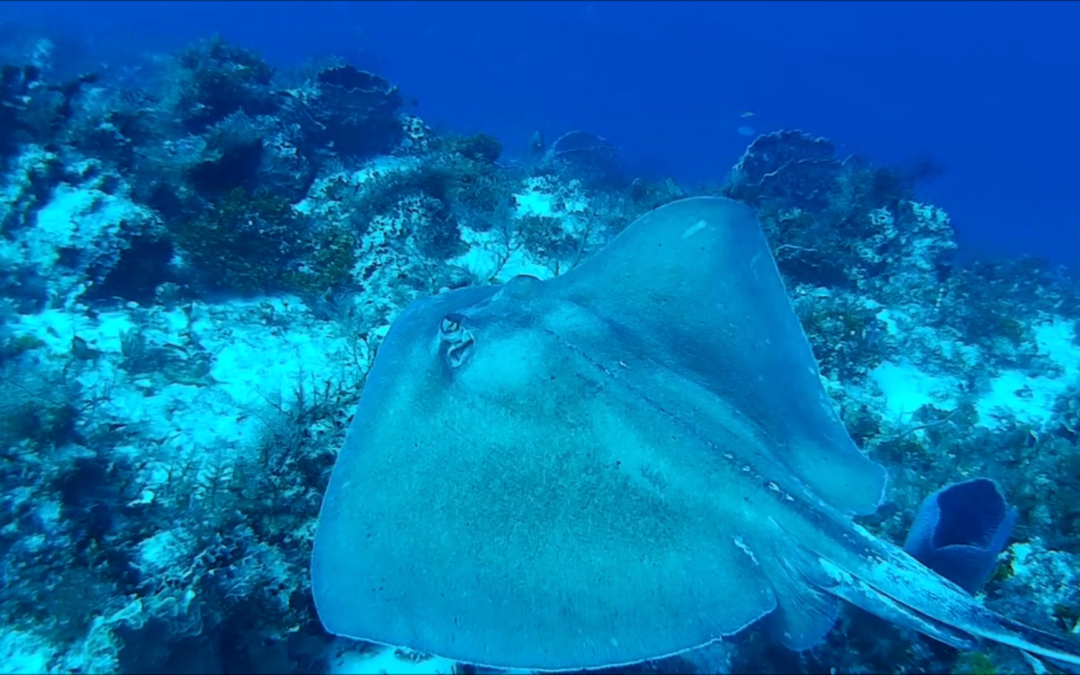 April 24, 2018 PM Dive Log