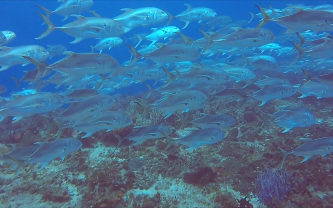 April 27, 2018 PM Dive Log