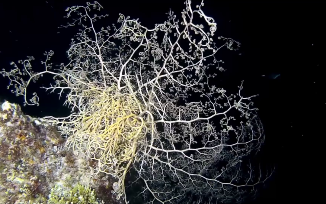 May 1, 2018 PM Dive Log