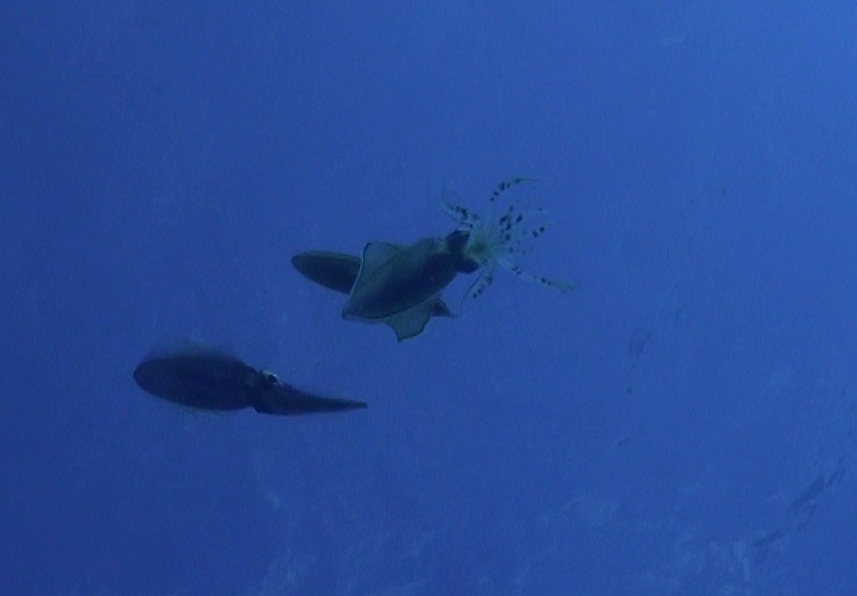 May 5, 2018 PM Dive Log