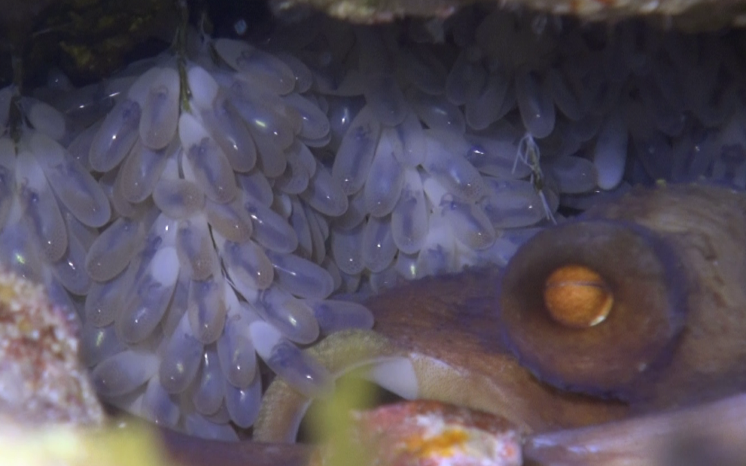 May 9, 2018 PM Dive Log
