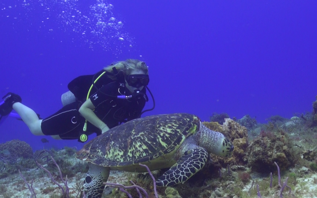 May 3, 2018 PM Dive Log