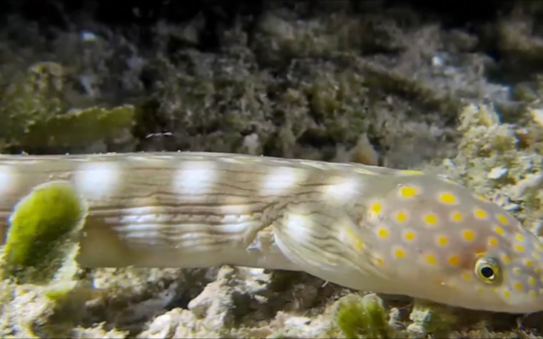 May 8, 2018 AM Dive Log