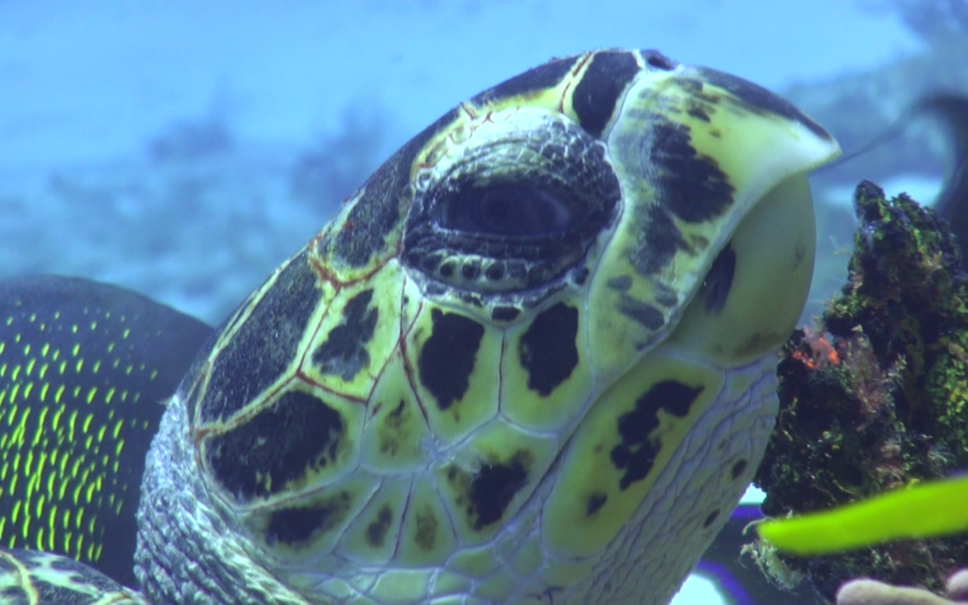 May 9, 2018 AM Dive Log