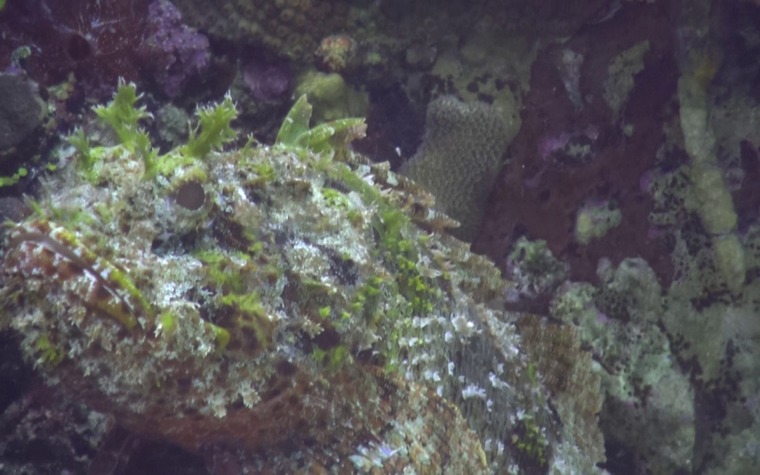 May 8, 2018 PM Dive Log