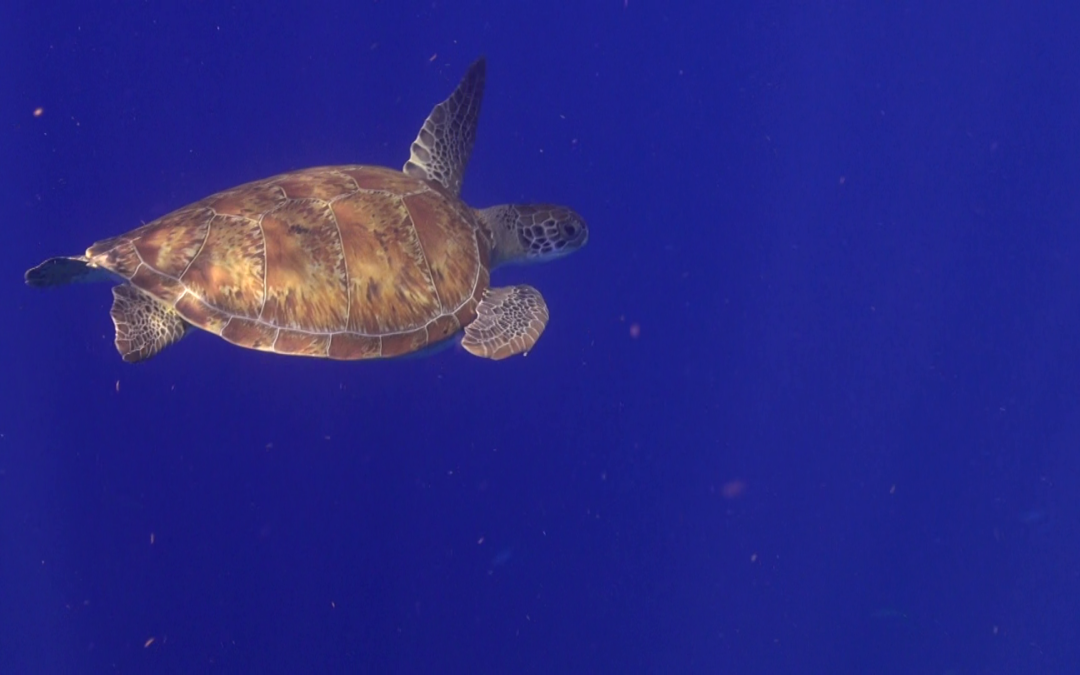 May 13, 2018 AM Dive Log