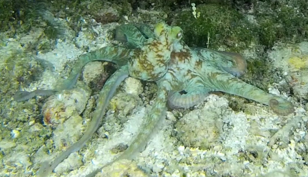 May 10, 2018 PM / NT Dive Log
