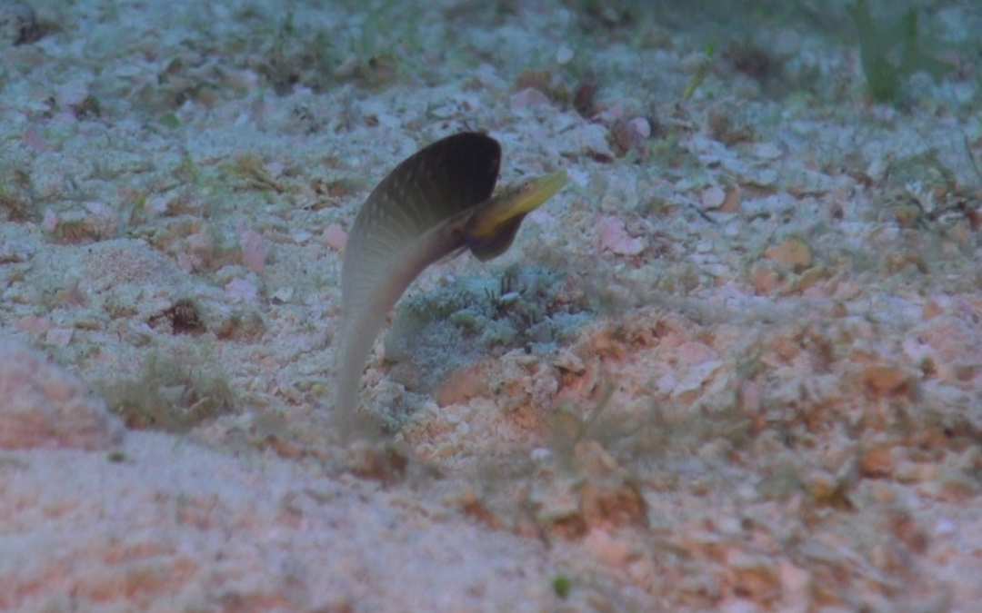 Daily Dive Log May 27 – June 2, 2018
