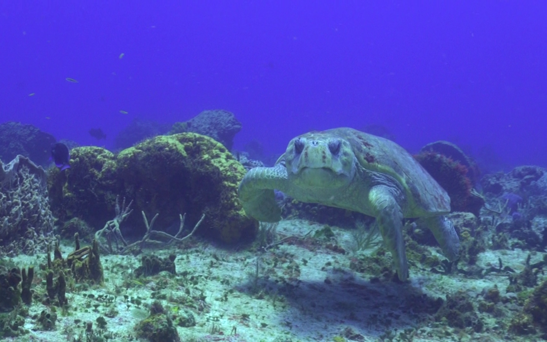 May 19, 2018 AM Dive Log