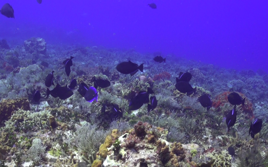May 13, 2018 PM Dive Log