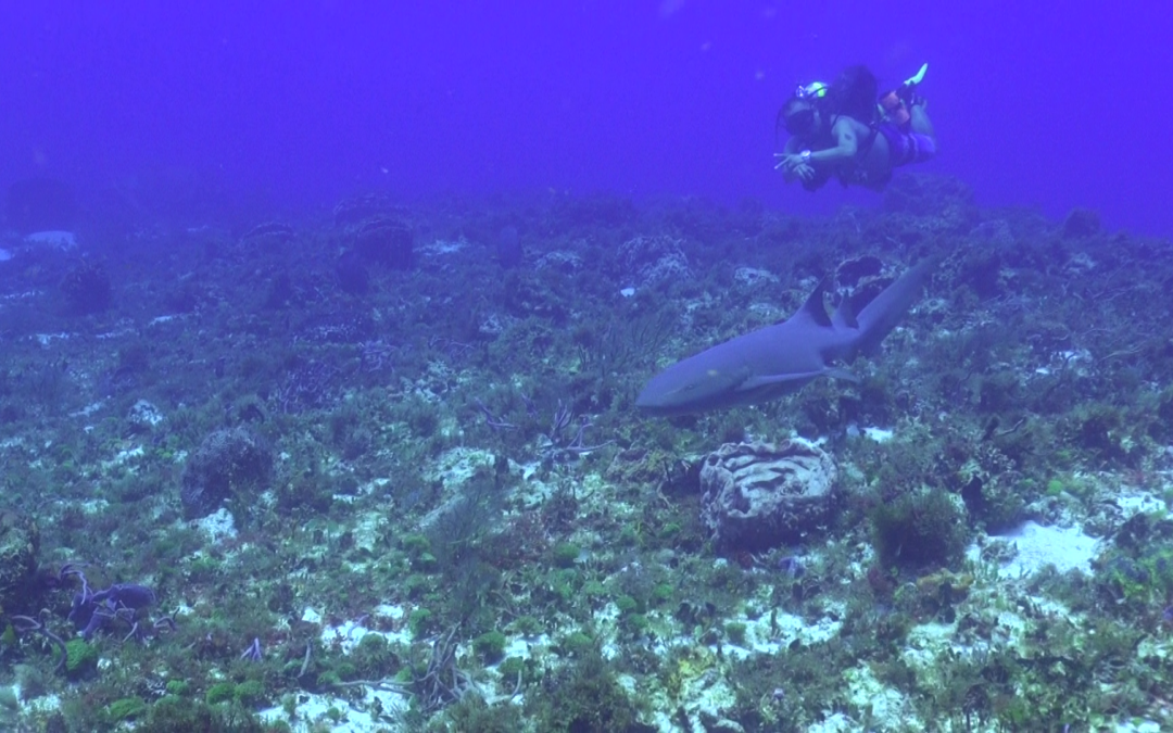 May 17, 2018 AM Dive Log