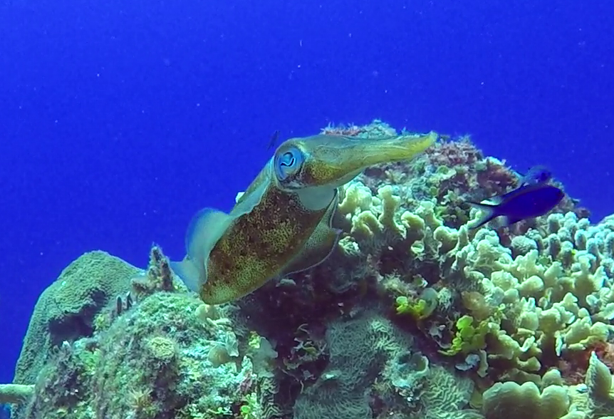 May 19, 2018 PM Dive Log