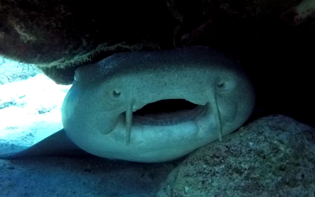 Daily Dive Log May 20 – 26, 2018
